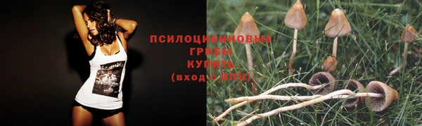 ПСИЛОЦИБИНОВЫЕ ГРИБЫ Арсеньев